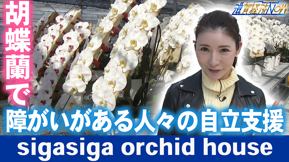 みんなに居場所がある街をつくる！胡蝶蘭で障がいがある人々の自立支援を行う『sigasiga orchid house』