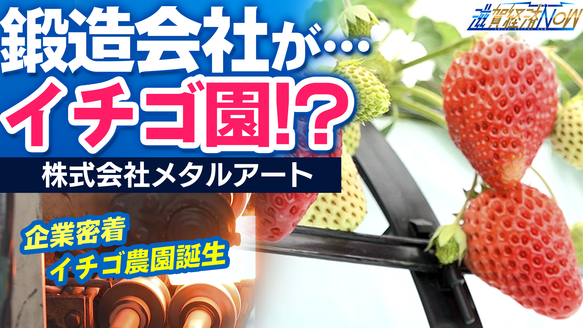 鍛造業がイチゴ園…？株式会社メタルアート（草津市） – 滋賀経済NOW