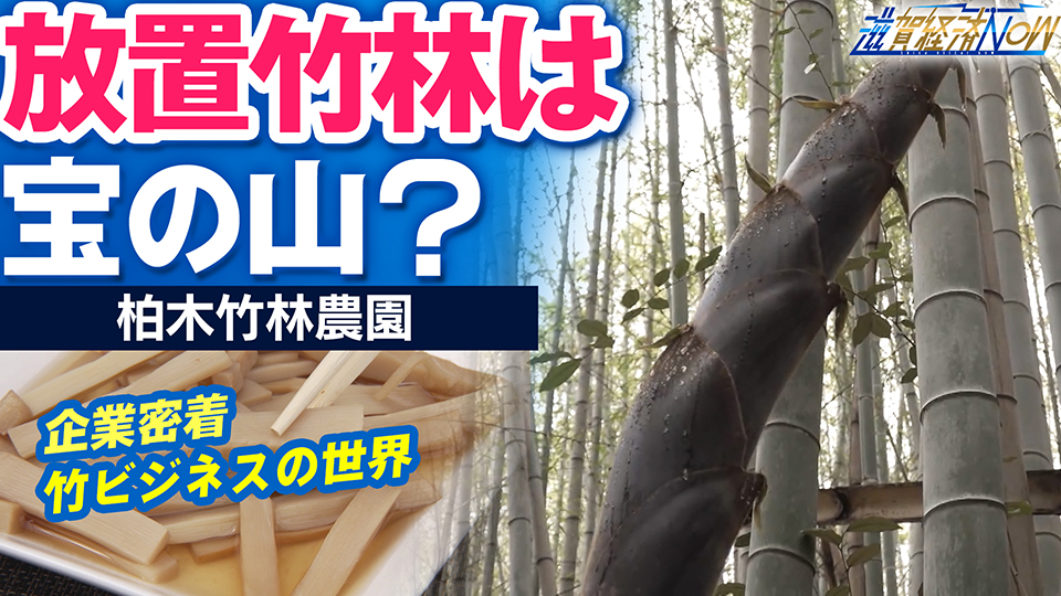 放置竹林は宝の山? 柏木竹林農園(大津市) – 滋賀経済NOW【びわ湖放送】